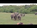 huge herds of elephants