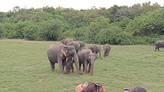 Huge herds of elephants