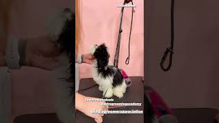 Capturing grooming classes @astrointernationalgrooming  vikas puri #astrokennel #dog #grooming