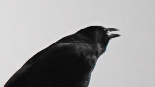 鳴き続けるカラス　　嘴細鴉　　carrion crow