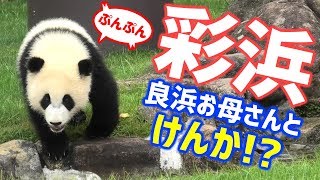 かわいい彩浜🐼🌈良浜お母さんとケンカ!?バトル勃発! ジャイアントパンダ アドベンチャーワールド ぱんだふる動画 AnimalVideo Giantpanda Adventure World