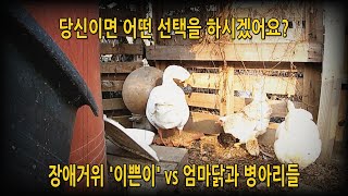 #291. Disabled goose 'Pretty' vs mom chickens and chicks (# goose, chicken)