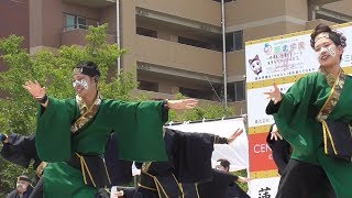 踊り衆 吉備人(きびうと) 土曜日 下石井公園 うらじゃ2019