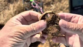 Metal detecting searching for treasure equinox 900