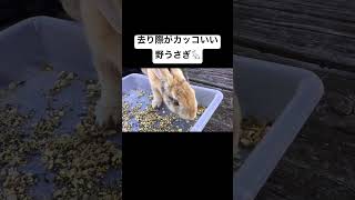 野うさぎの去り際がカッコ良すぎ！