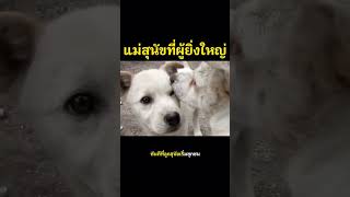 แม่สุนัขที่ผู้ยิ่งใหญ่  #animals