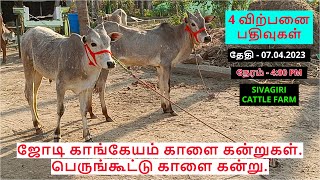 4 விற்பனை பதிவுகள்.ஜோடி காங்கேயம் காளை கன்றுகள்.பெருங்கூட்டு காளை கன்று.