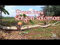 panen kayu sengon solomon umur 6tahun