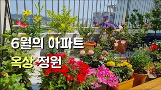 6월의 옥상정원 / 백합, 수국, 마가렛, 사피니아, 장미, 찔레장미, 달맞이꽃, 제라늄, 목수국, 소철, 화이트링 제라늄, 미스김 라일락