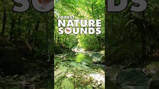 💚Nature Sounds Forest #shorts 1 minute of relaxation anti-stress Mindfulness, life living and nature