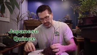 Dave's Bonsai E8:  Japanese Quince