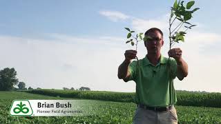 Scouting Soybean Fields