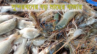 Fish Market, Sundarbans