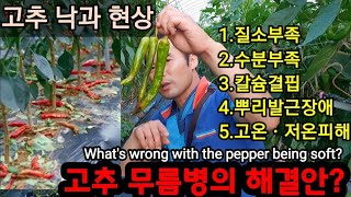 고추무름병, 고추낙과 이유와 대책? What's wrong with the pepper being soft?