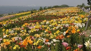 大阪舞洲  ゆり園 ２０１５  (2015.06.12)