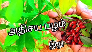 Miracle fruit மிராக்கிள்  புரூட் செடி அதிசய பழம் செடி  வளர்ப்பு