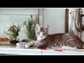 Funny animals 😄 videos 2024!!New funnist cat videos