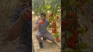 కువైట్లో వ్యవసాయం రైతుల కష్టాలు😔చుడండి||agriculture kuwait||#virelshorts#virelvideos#kadapasivavlogs