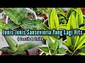 JENIS-JENIS TANAMAN HIAS SANSEVIERIA YANG LAGI HITS SAAT INI