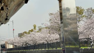 大阪市大川にて桜お花見クルーズ乗船しました。2021年03月に撮影。動画販売 弊社の動画をそのまま販売、お客様のご要望をお伺い撮影動画販売可能です。事前お見積り必要です。