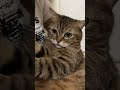 你舔毛就舔毛 怎么还突然要亲亲了狸花猫 猫咪 猫咪的迷惑行为