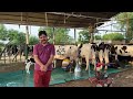 morning 7 00 am live milking at gurwinder dairy farm call 73551 00093