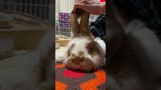 French Lop massaged [Rabbit] #Shorts