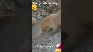 best funny cats and dogs videos 2023 #animals #shorts