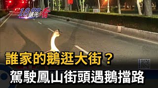 誰家的鵝逛大街？　駕駛鳳山街頭遇鵝擋路－民視新聞