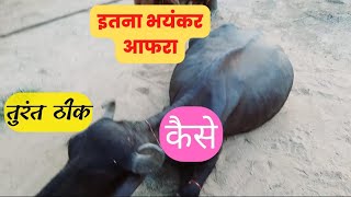 भैंस का खतरनाक आफरा (Tympany / Bloat ) मिनटों में ऐसे ठीक करें     Ramawat