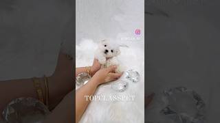 Korea Mini Bichon puppies for sale kennel topclasspet \u0026 avengers kennel 미니비숑 분양 견사 켄넬 탑클래스펫 \u0026어벤져스켄넬