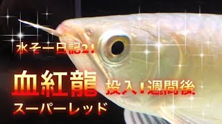 アジアアロワナのスーパーレッドが到着から１週間経過！ [水そー日記21]  レッドアロワナ水槽 7月前半