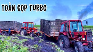 Anh Em Tân Châu Đem Hai Siêu Phẩm Belarus 825 Turbo Xuống Phước Ninh Chở Củ Mì Ngày Đầu Te Tua Luôn