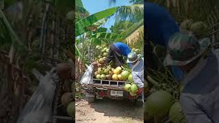 บำรุงต้น บำรุงผล ตัดผลผลิตส่งขายวนไปในสวนเกษตร #farmlife  #coconut #harvesting  #เกษตรผสมผสาน