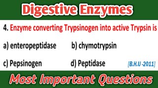 Enzymes Of Digestive System - Enzymology MCQs - Most Important Questions