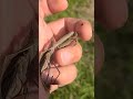 カマキリを捕まえる男