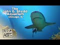 INCREDIBLE AQUARIUM! The John G. Shedd Aquarium - Chicago, IL (Trailer)