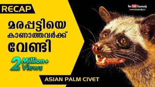 Recap: Vava suresh takes on a Palm Civet | Snakemaster Short Video