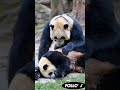 lihatlah tangan panda ini sangat kekar sekali