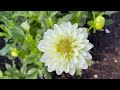 how to get free flowers simple diy technique for more growth