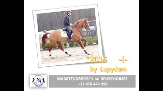 220101 *New*  6,5yo by Lupidam