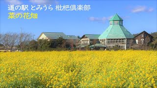 道の駅 とみうら 枇杷倶楽部　菜の花畑 （千葉県南房総市富浦町） 2021年2月19日