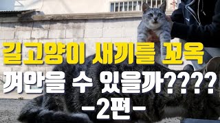 길에 앉아 새끼 길고양이를 껴안을 수 있을까? -2편-