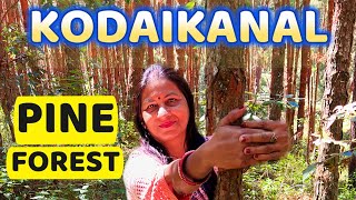 Kodaikanal's Stunning Pine Forest🌲| A Dreamy Escape in Tamil Nadu!