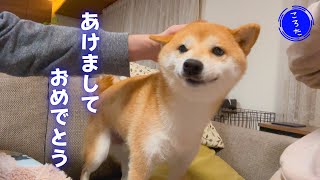 【謹賀新年】柴犬、年末年始もほのぼの幸せ【豆柴ころた】