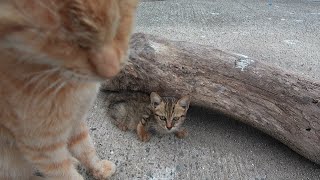 《猫動画・相島編》キジトラ子猫をなでなでしていたら、茶トラ猫が「そのへんにしといたれや」とやって来た。