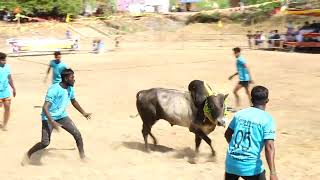 களமே அதிர்ந்த ஆட்டம் திருவாடானை AMS நண்பர்கள் Vs கிடாதிருக்கை ஸ்ரீமுனியப்பசாமிகோவில் காளை | PK Media