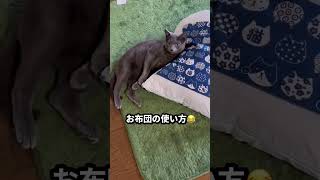 【ロシアンブルー】めろん今日もいつも通り..穏やかに過ごせました😊【猫】#shorts