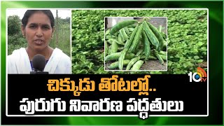 చిక్కుడు తోటల్లో..పురుగు నివారణ పద్ధతులు | Broad Beans Cultivation | 10TV