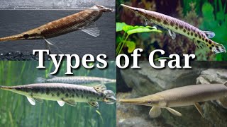 Different Types of FreshWater Gar / #54